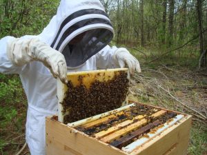  Σεμινάριο Μελισσοκομίας στο Γύθειο.