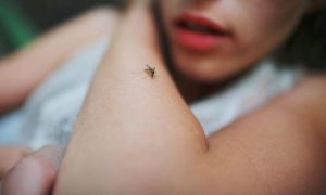 Κουνούπια – μέτρα προστασίας ΕΟΔΥ