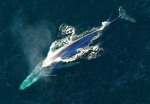 Το ξέρατε ότι: η γαλάζια φάλαινα είναι το μεγαλύτερο γνωστό ζώο που έζησε ποτέ στη Γη;