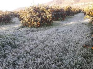 Ο παγετός «χτύπησε» τις καλλιέργειες στη νότια Λακωνία