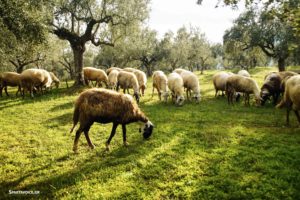 Επιπλέον στήριξη στους κτηνοτρόφους των νησιών του Αιγαίου