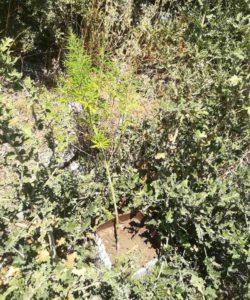 Συνελήφθησαν 2 άτομα για εντοπισμό δύο φυτειών δενδρυλλίων κάνναβης στη Λακωνία