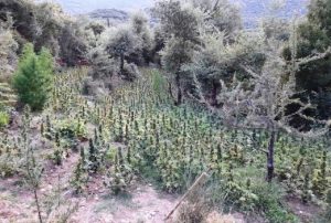 Φυτεία -3.127- δενδρυλλίων κάνναβης εντοπίσθηκε στη Μεσσηνία